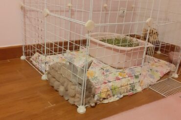 My bun’s definition of comfort 🤔