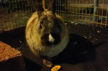 What breed is my rabbit?
