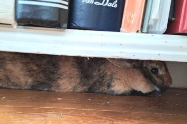 Moss when she hears a banana