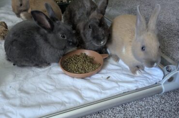 Advice on weaning
