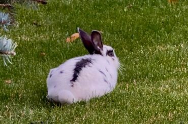 Are these rabbits domesticated?