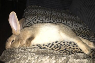 Bun bun post-herb-buffet