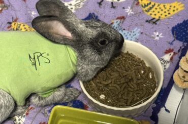 Never been more relieved than to see Hallee eating pellets after her spay