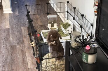 I think he wants another treat.