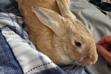 He pees if he is in one spot on the bed too long, but he loves a good coze in the mornings.