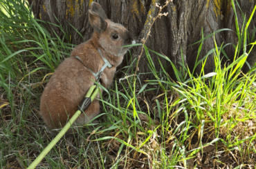 Senior bunny