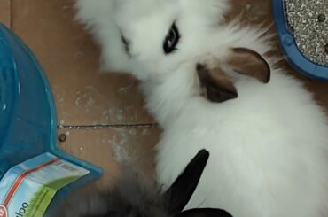 New here, and new to buns