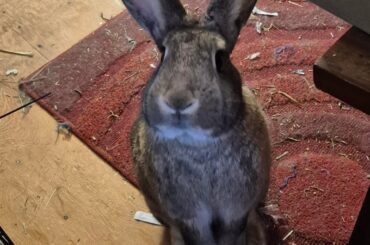Kinoko wants to know what you're doing on the computer right now.