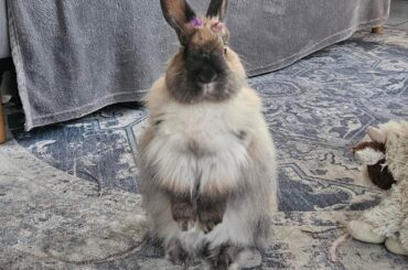 Scroll to Give Leia a Scruffy Summer Haircut