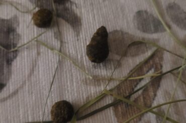 Why do some of his poops look like this? Weird cone shape