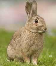 European Rabbit😍