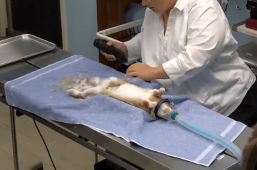 Took my bun in for her spay today and the vet livestreamed it lmao