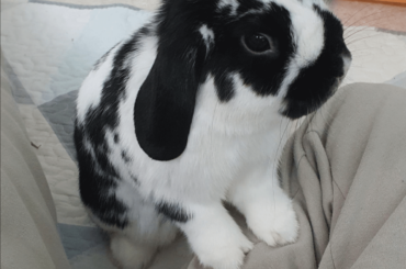 my bunny won't sleep due to his inner ear infection and nystagmus. how can I make him comfortable?