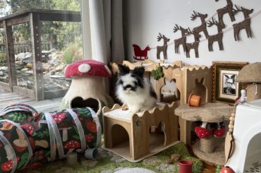 It’s beginning to look a lot like Christmas..