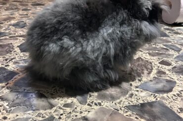 English Angora color please!!