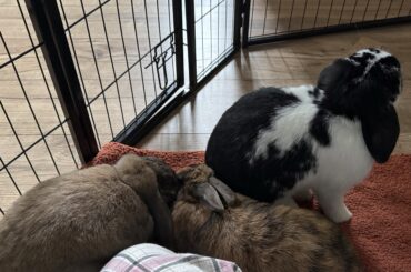 A family of bunnies 🐰