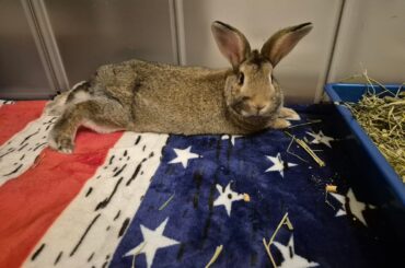 This poor rabbit needs a new home :( Phx AZ