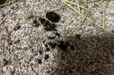 diarrhea or cecotropes?
