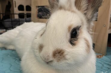 Marshmallow 💙