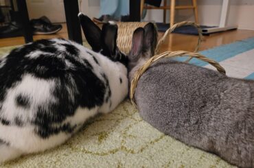 Bunny UTI experience appreciated