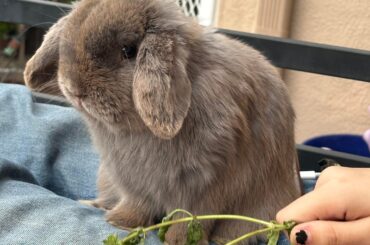 What kind of rabbit?