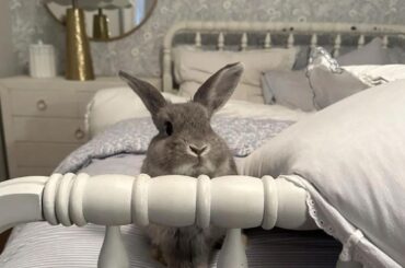 I found a bed bug