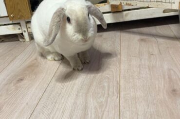 What flavor is my bunny 🤨