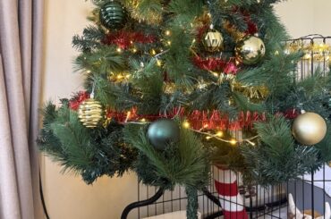 Bunnies first Christmas