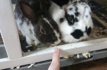 Say hi to these two girls Carrot and Luna they love snuggling and being around each other