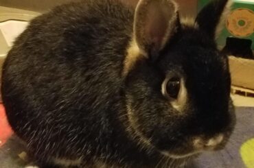 Rest now, wee warrior.