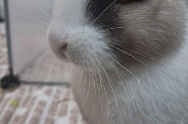 MAD bunny is looking at you