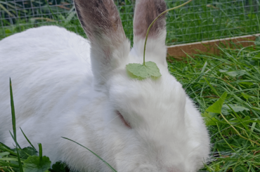 bunny moving rooms