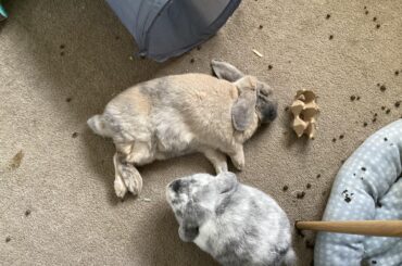 y do they lick their back feet after scratching their face/ear