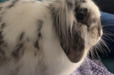 rip my lovely girl 🤍🐇🐰