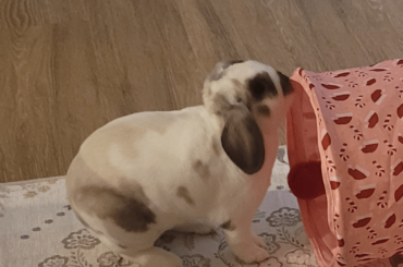Bunny butt smells like ketchup
