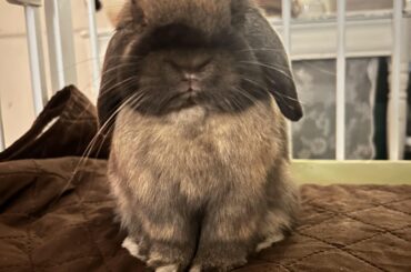 Bunny and coffee table