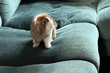 Well, I guess this sofa belongs to her now 🤷‍♀️😆