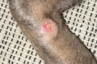 Wound on backleg