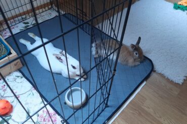 Boudins with one agressive rabbit