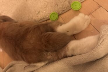 Very fluffy Butt