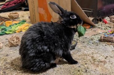 Happy 12th birthday Batbun
