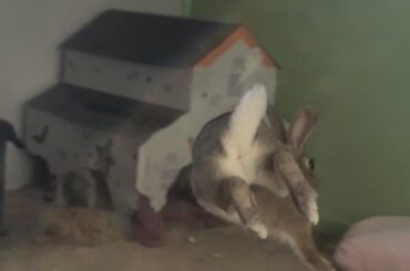 BUNHOLE!!! 2.0