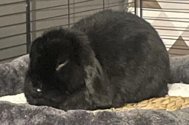 i think i burnt my loaf