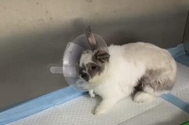 Bunny spaying update