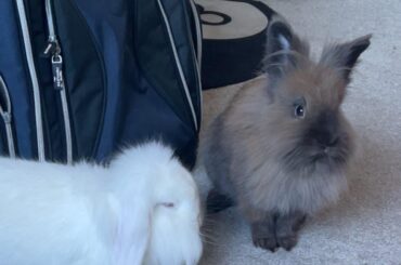 My rabbits have started fighting, help please