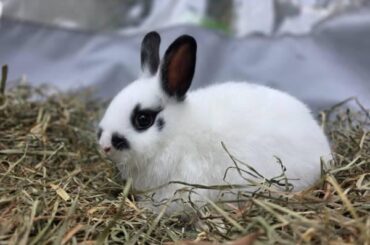 Who has a Netherland dwarf?