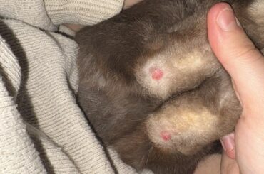 Rabbit Foot Sores! Help?