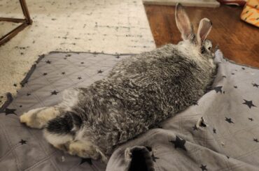 Please send hugs for Miss Maggie, she has a lump (likely a swollen lymph node) in her dewlap which has been causing her eye problem. She is on some medication for it😢