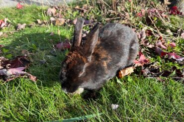 Stray rabbits