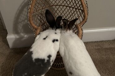 Two bunnies.. one chair